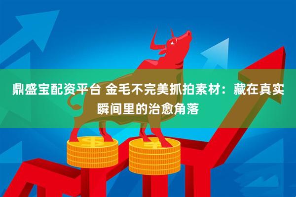 鼎盛宝配资平台 金毛不完美抓拍素材：藏在真实瞬间里的治愈角落